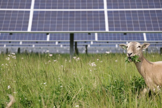 Photo of sheep at the solar array