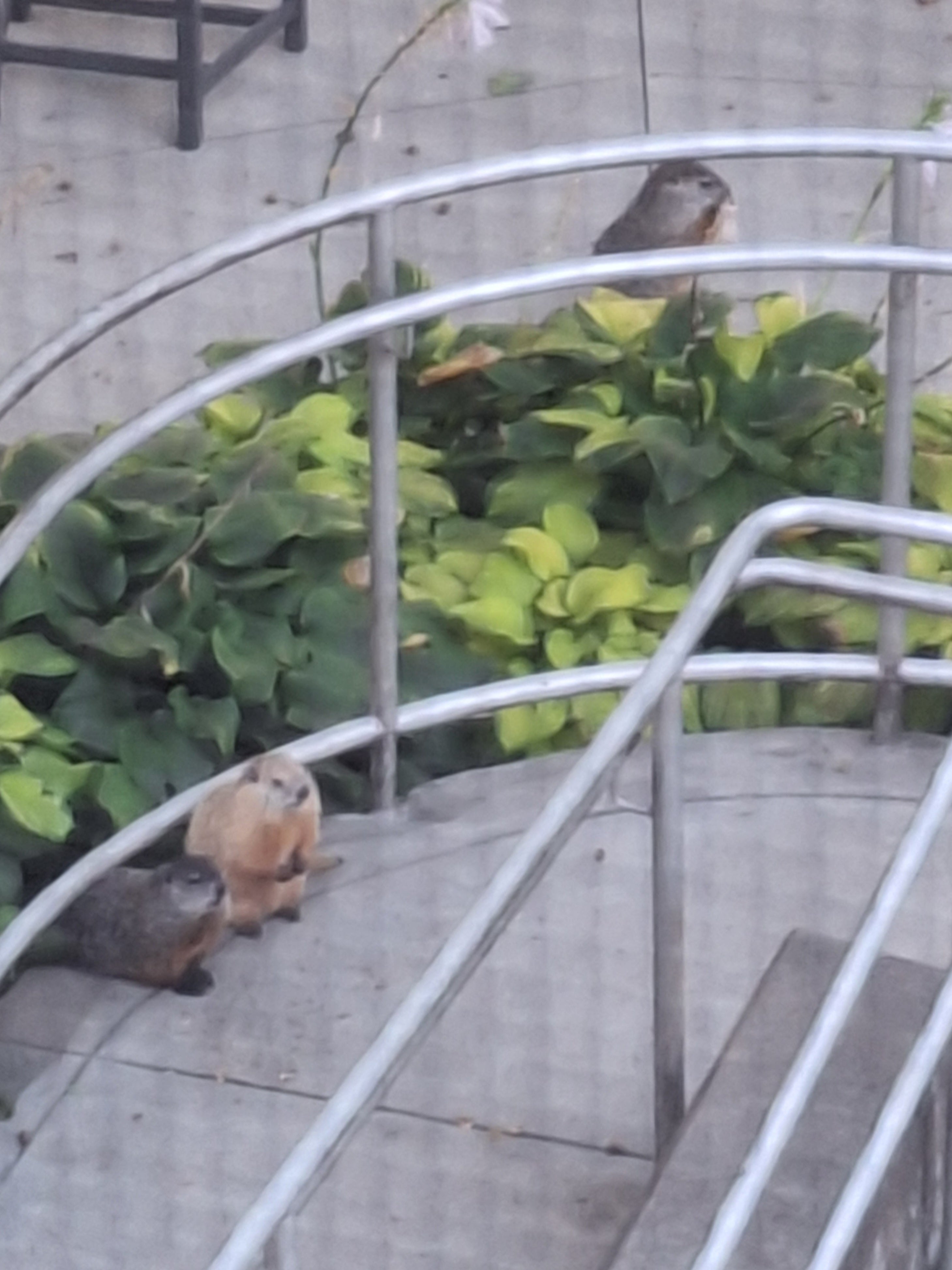 A blurry photo of three groundhogs from my bedroom window.