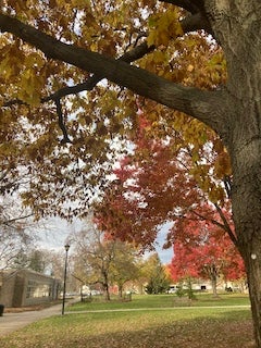 Colorful leaves on a tree