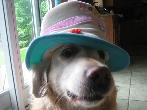 A dog wearing a birthday cake themed hat