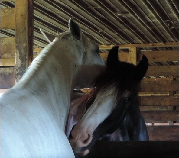 Two horses in a barn