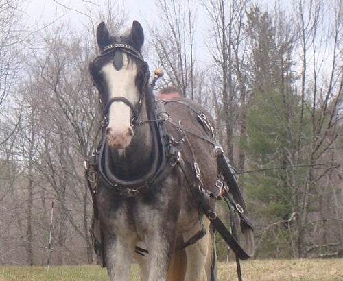 Horse wearing a harness