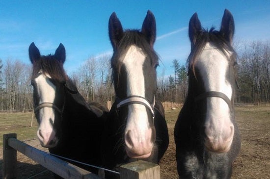 Closeup of 3 horses standing together, facing the camera.