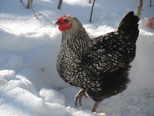 A lone chicken walks in the snow
