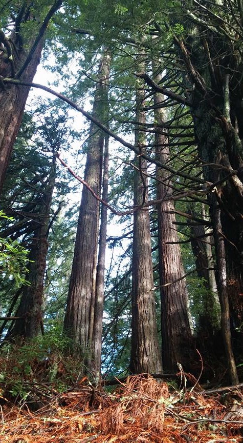 A view of redwood trees, close to the ground tilted up