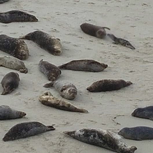 A group of seals basking on the sandy beach