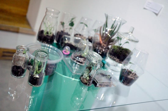 Plants growing inside of miniature terrariums