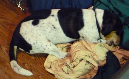 Another angles of the dog in a pile of clothes