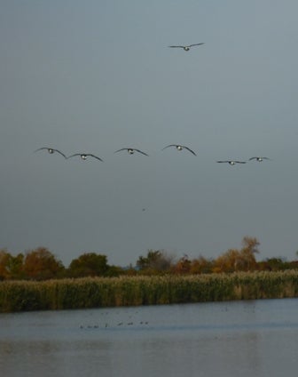 geese fly above the water