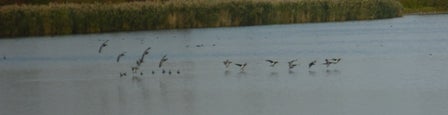 Geese fly inches above the water