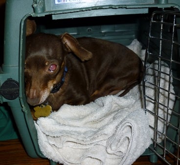 A small brown dog in a kennel