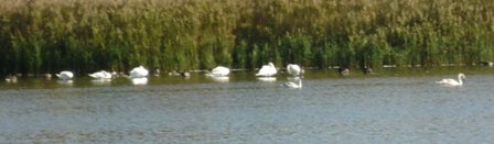 Swans sitting in the water