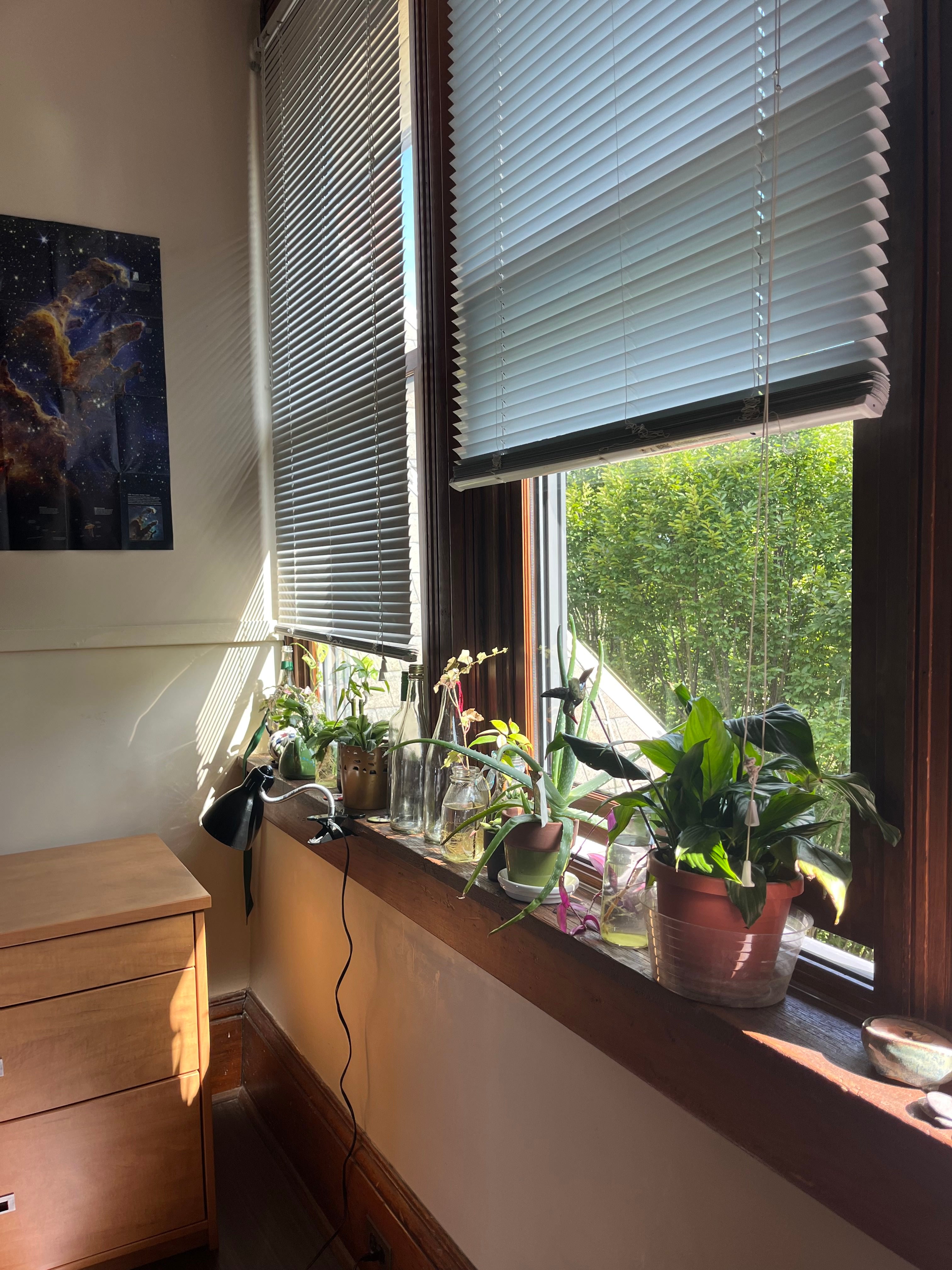 A windowsill covered in plants