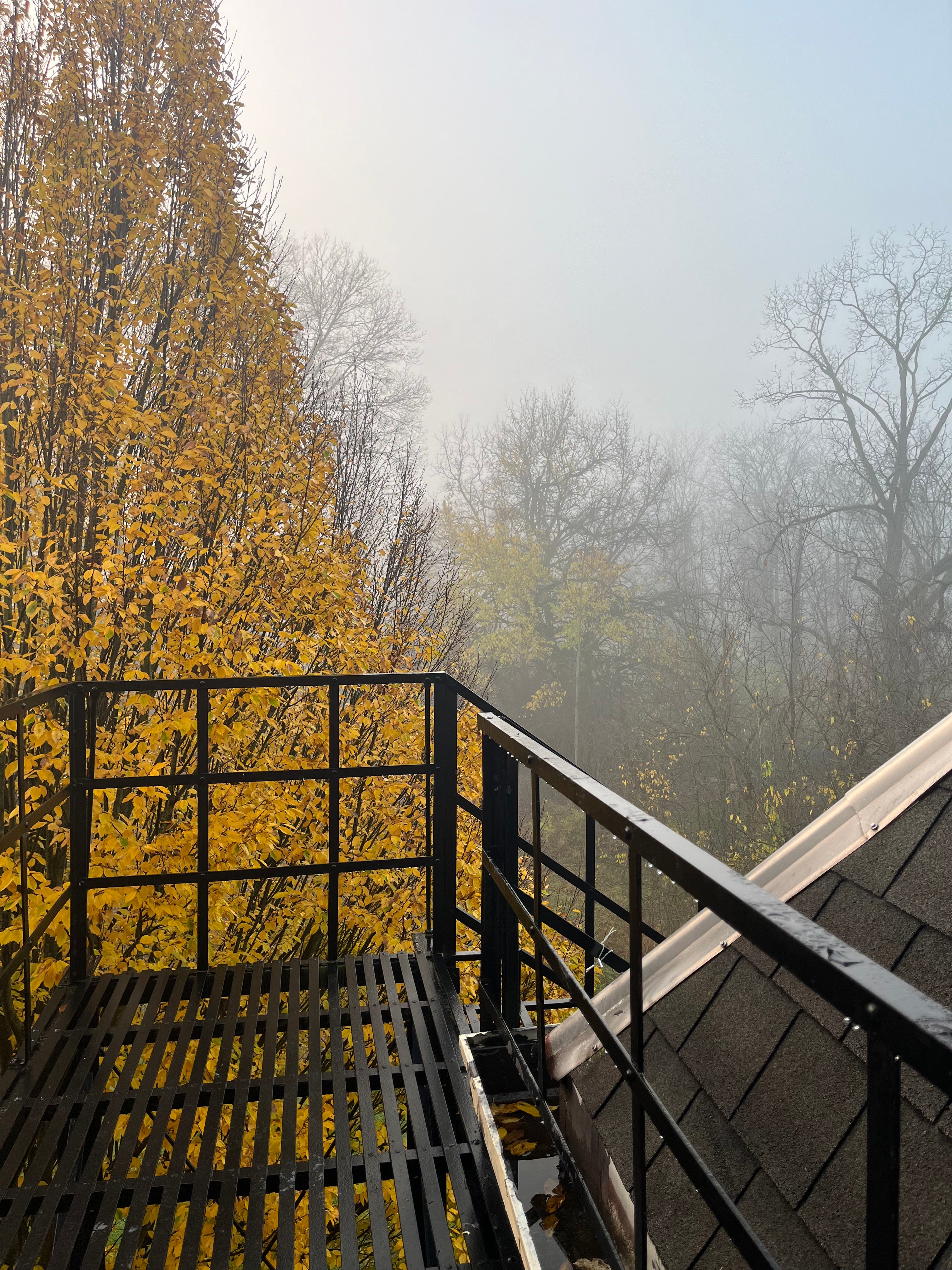 Trees in fog outside of a window