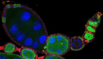 Biology Seminar Axon Guidance Signaling: Outside of the Nervous System