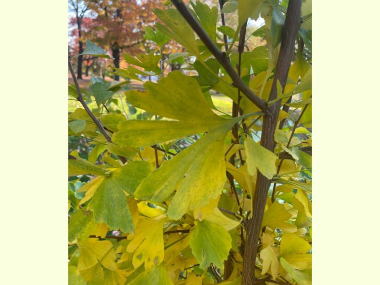 Gingko tree leaf