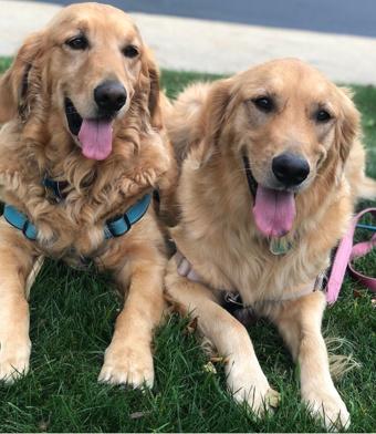 Picture of two therapy dogs - Mason & Bailey