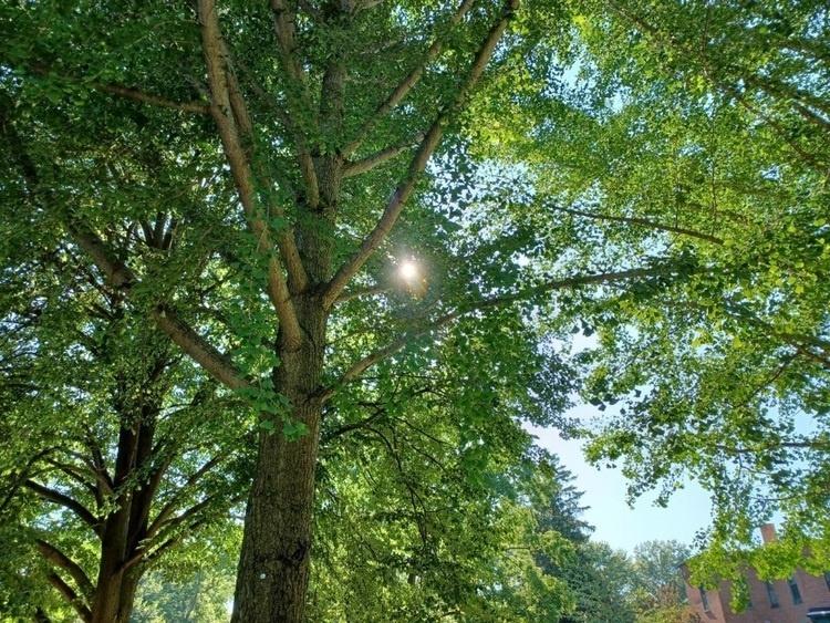 tree canopy from below